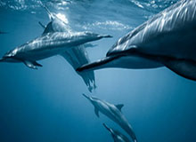 华体会体育官网-解放军原副总参谋长、原成都军区司令员隗福临上将逝世